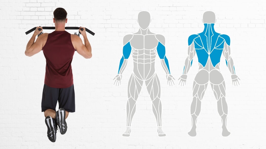 What muscles are trained on the pull-up bar