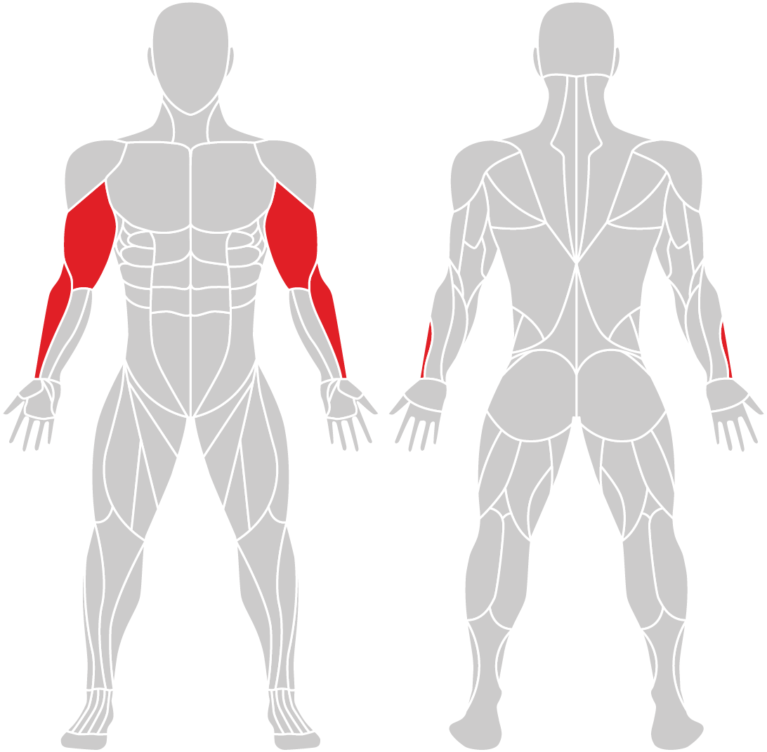 Muskelgruppen