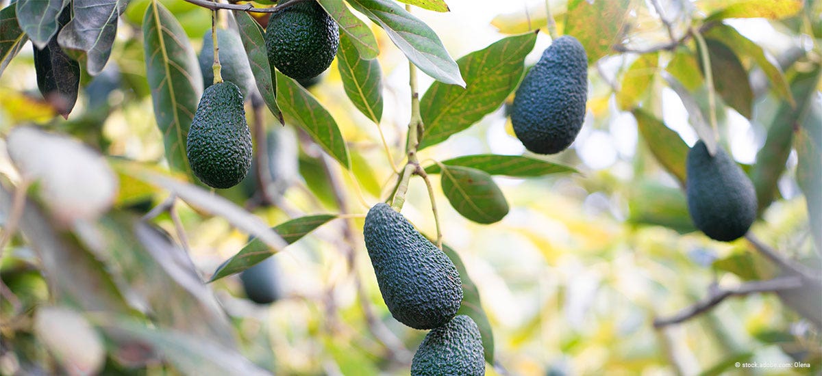 Avocado Baum