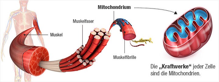 Mitochondrien-Kraftwerk der Zellen
