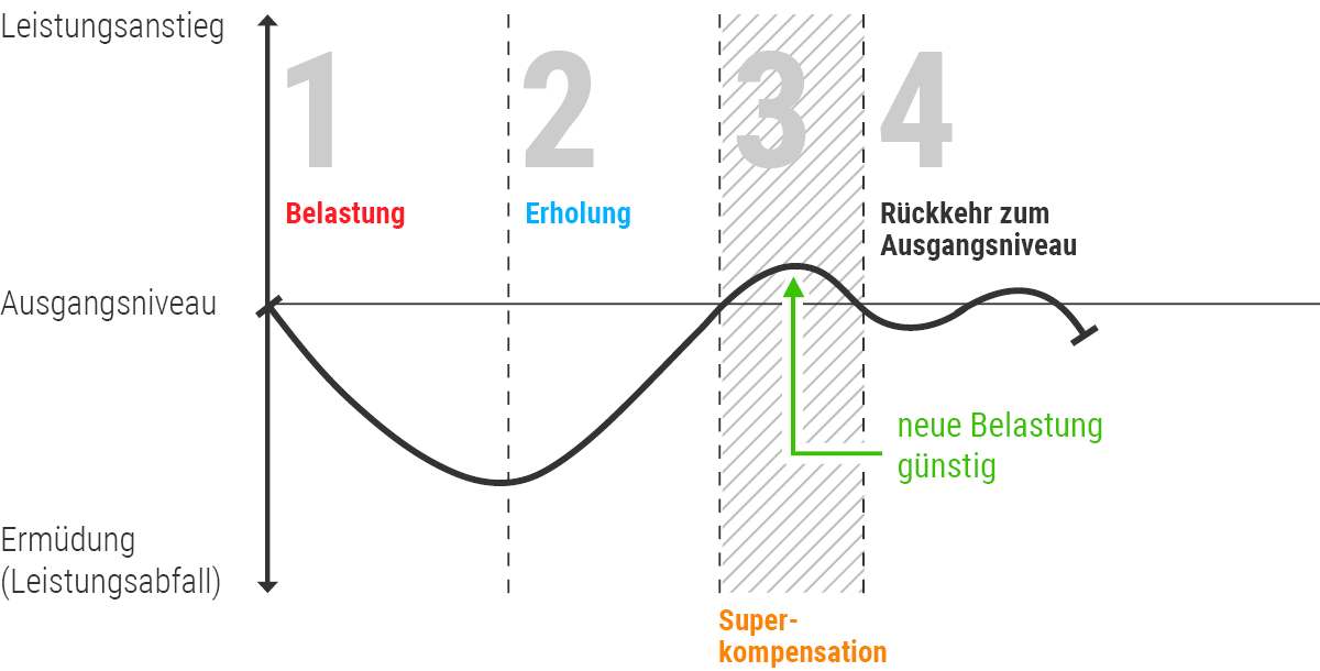 Superkompensation beim Muskelaufbau